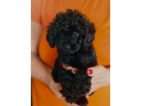 Poodle köpekler her tuzum var dıyene gıbı koşmayın