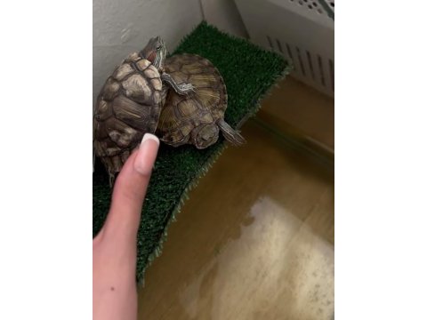 Satılık su kaplumbağası ve aksesuarları