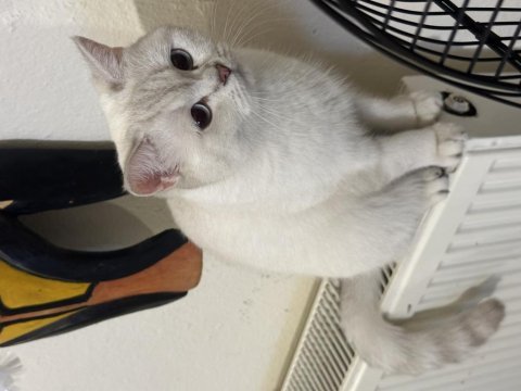 Dişi safkan ny british shorthair