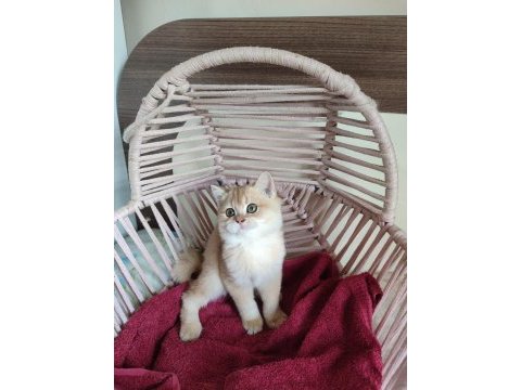 Şecereli anne ve babadan british shorthair yavrular
