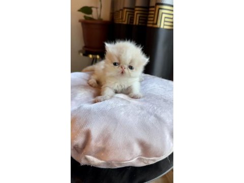 Show face exotic shorthair pofuduk kız
