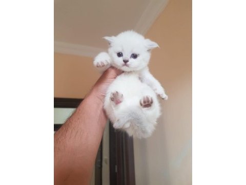 Scottish fold m beyaz mavi gözlü yavrular