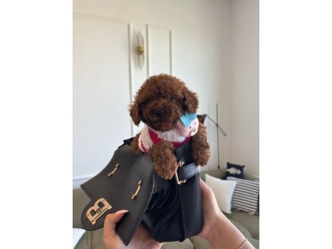 Minik poodle yavrum barbie
