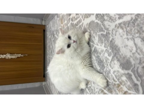 Renkli gözlü erkek kedim