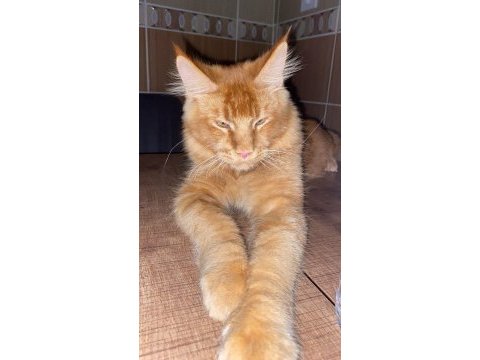 Tatlı maine coon kedimiz