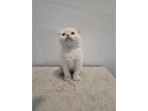 Kendi scottish fold bebeğimiz