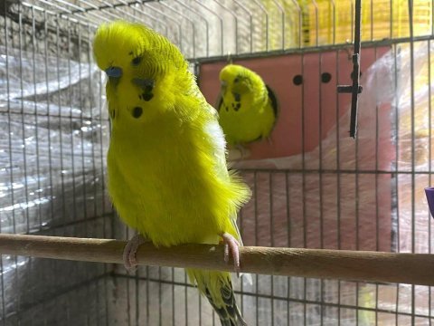 Jumbo yerli ve yavru muhabbet kuşu takımlar