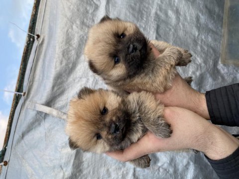 Mükemmel kalite chow chow yavrular