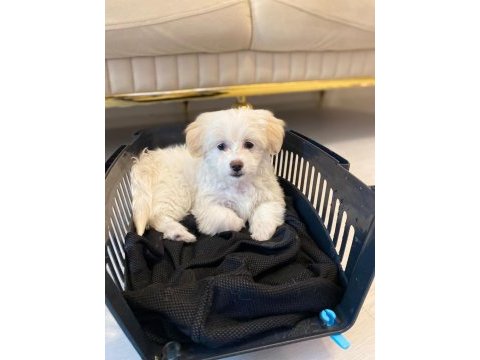 Maltese terrier 3 aylık köpeği
