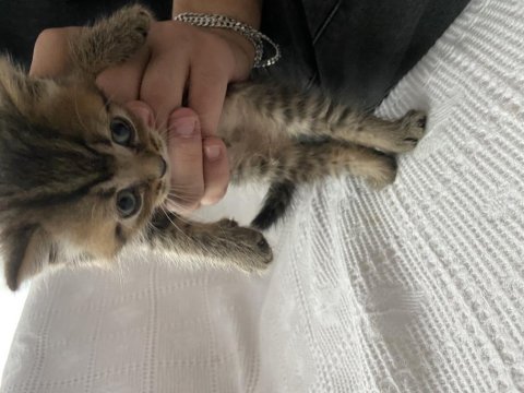 1 aylık british shorthair bebişler