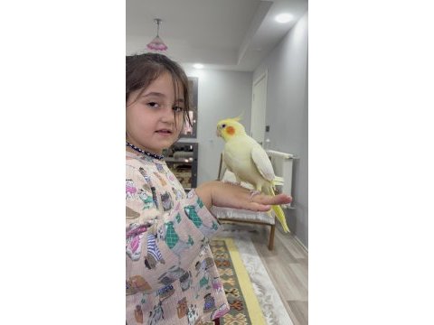 Full evcil konuşan kırmızı göz sultan papağanımız