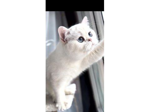 Kısırlaştırma şartıyla ücretsiz kedimiz