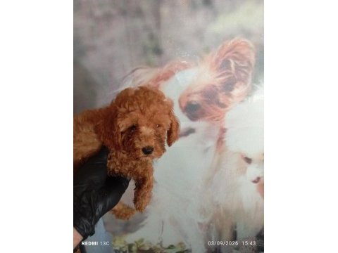 Irk ve sağlık garanti poodle bebeklerimiz