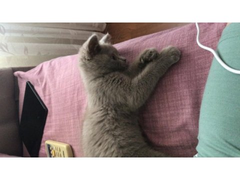 2.5 aylık scottish fold
