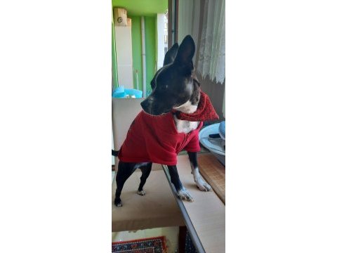 Gece french bulldog kırması köpeğime yuva arıyorum