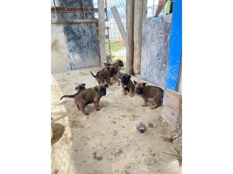 Malinois köpekleri sahiplendirme