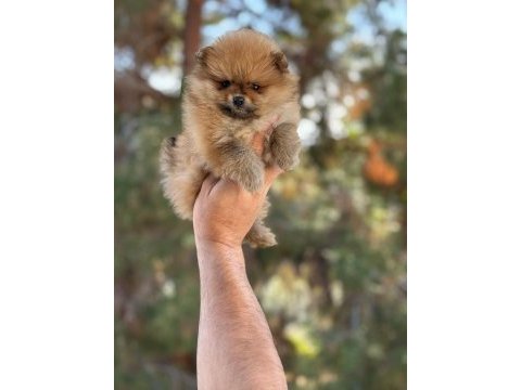 Antalya pomeranian boo
