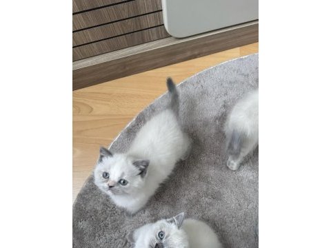 British shorthair blue point safkan