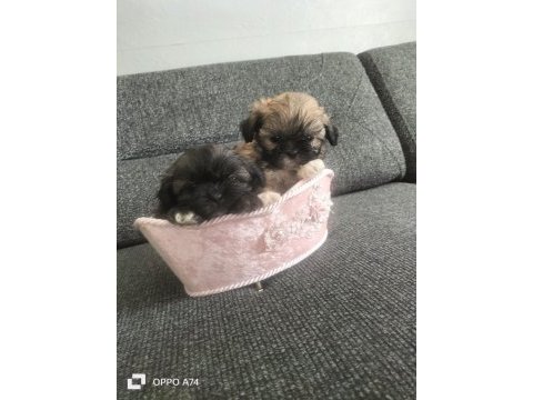 Shih tzu 0 numara erkek yavrular