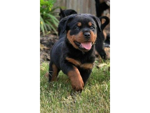 Rottweiler orjinal