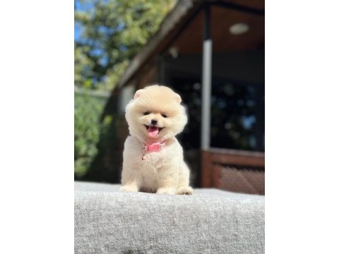 Yavru pomeranian boo köpekler