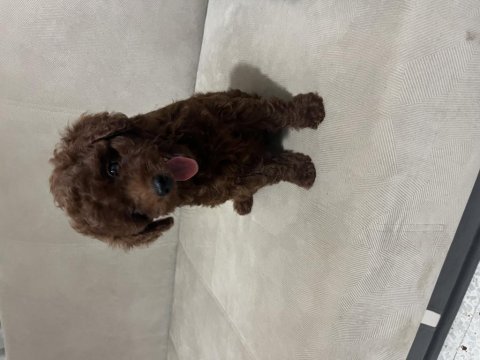 70 günlük erkek yavru poodle