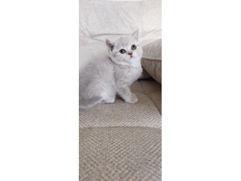 Yavru ve yetişkin scottish fold ve straight kediler