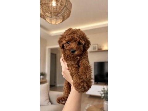Garantili sözleşmeli orijinal toy poodle
