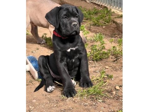 Muhteşem cane corso bebekler güvenli kapıya teslim