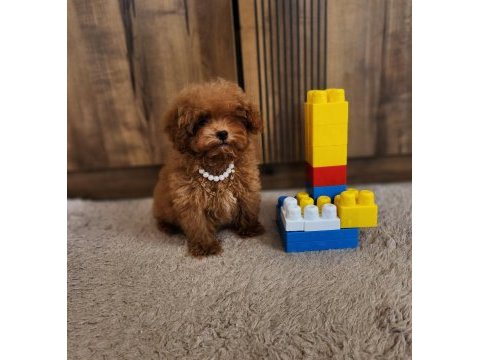 Kore poodle köpeğimiz