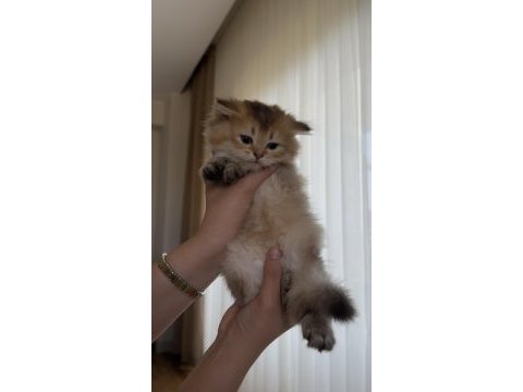Golden british shorthair bebekler