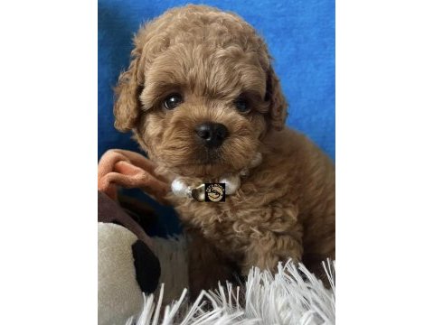 Apricot toy poodle yavrumuz