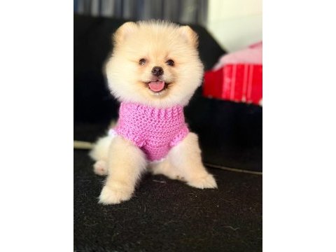Pomernina boo