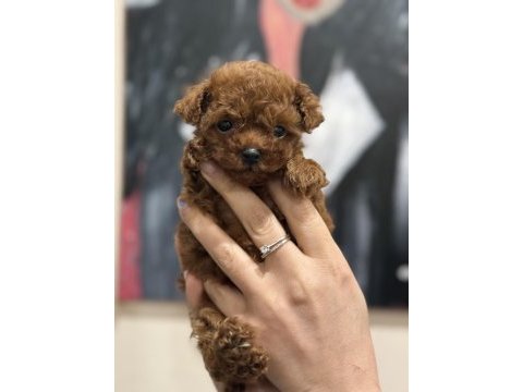 Micro teacup korea poodle