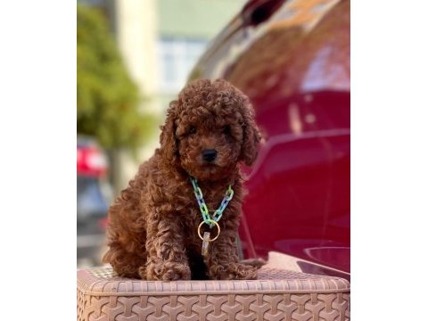 Safkan toy poodle bebekler