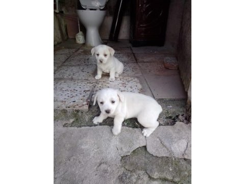 Dişi fino beyaz yavru köpekler