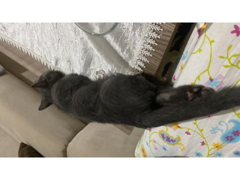 Antalya yavru british shorthair
