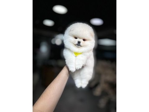Ayı surat pomeranian boo yavrum sizlerle
