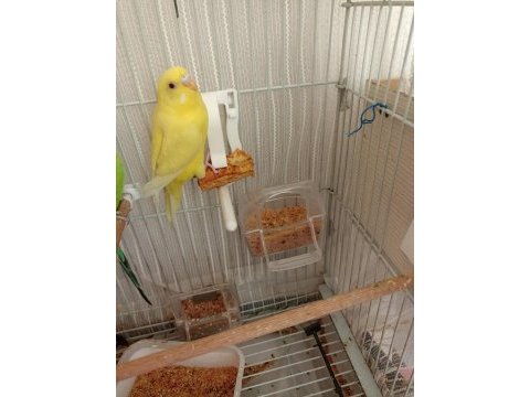 45 günlük üç adet yavru muhabbet kuşu