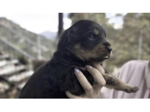 Rottweiler safkan köpekler