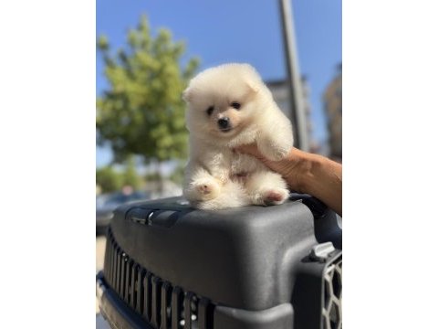 Pomeranian boo suratlı bebekler