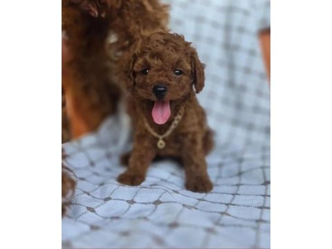 İzmir de orjinal ev üretimi toy poodle