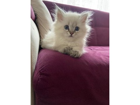 British longhair yavru kedilerimiz teslime hazırdır