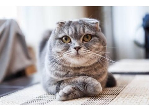 Scottish fold dişi yavru
