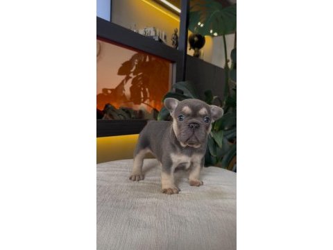 Rezerveye açık egzotik french bulldog safkan yavrularım