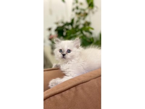 2 aylık british longhair dişi british longhair