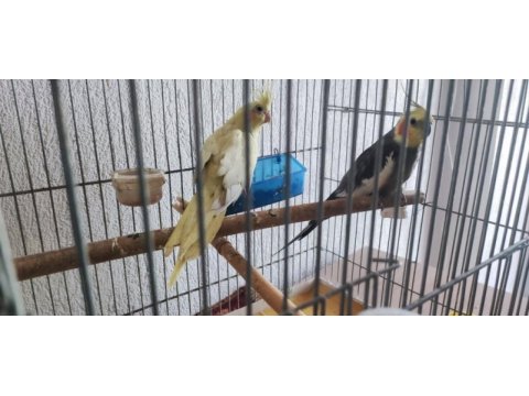 Takım sultan papağanı erkek konuşur