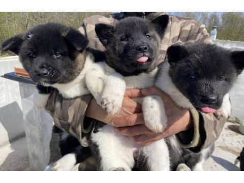 Orjinal amerikan akita yavrular 