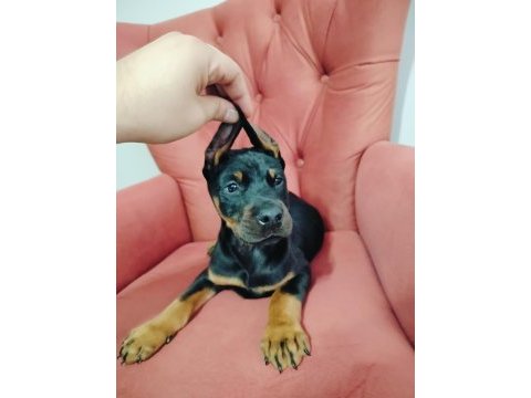 A kalite kızıl ve siyah doberman yavruları