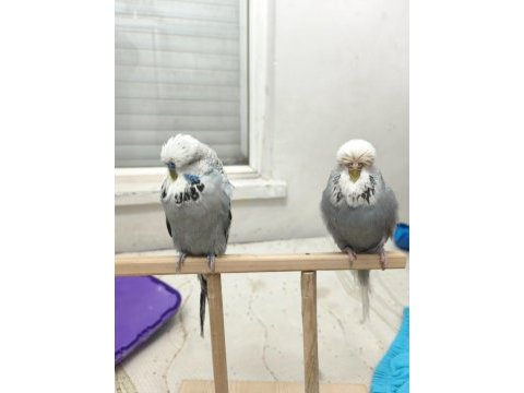 Show muhabbet kuşu yavruları vasıflı
